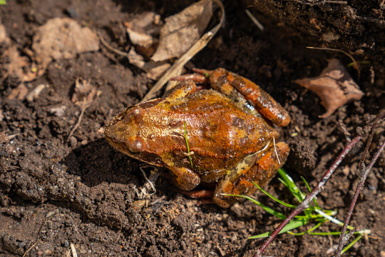 Brown domestic house pond frog