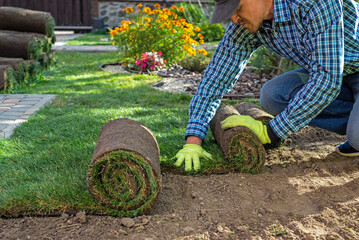 Landscape Gardener Laying Turf For New Lawn in the garden