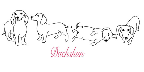 dachshund doodle illustration,dog poses,dog breed,dachshund in action
