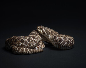 Western hognose snake studio shot. Heterodon nasicus portrait. Snake close up on black background. 