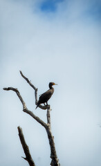 Comoran standing on a branch on a tree in a white sky