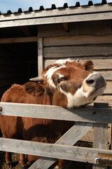 a brown calf looks out from behind a wooden fence on a farm. cattle shed
