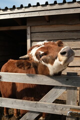 closeup cow portrait outdoors. brown farm animal in wooden barn