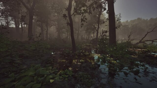 Mystic foggy swamp with trees
