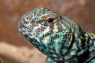 Decorated spike tail. Uromastyx ornata. Close-up.