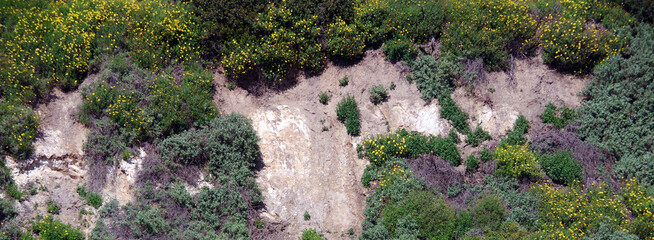 Southern California coastal landscape in spring