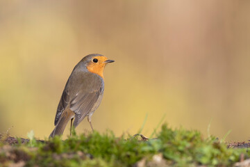 Colorful bird: the European Robin (Erithacus rubecula).