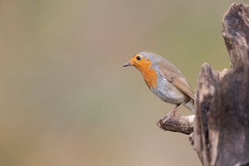 Colorful bird: the European Robin (Erithacus rubecula).