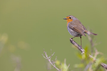 Colorful bird: the European Robin (Erithacus rubecula).