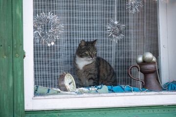 A serious gray cat in the window. Balls in a vase, an alarm clock, pearls in a window with a checkered curtain. Green wall of wooden house, window in foreground. Copy space.