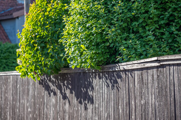 An old unpainted wooden fence with a very bushy flowering white lilac bush in sunlight. The wall of a brick house is blurred in the background. Copy space