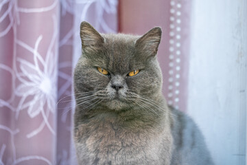 A wonderful serious big smoky gray cat with beautiful yellow eyes looking directly into the camera. White-pink curtains with flowers in the background. Copy space.