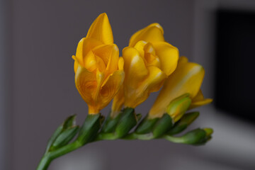 Close-up of playful yellow freesias. A gray surface is blurred in the background. Copyspace. Background for quotes