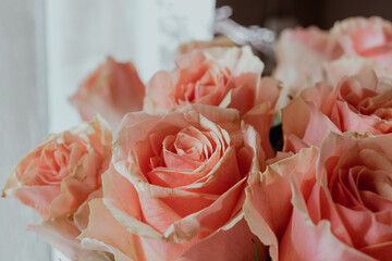 Gorgeous, royal, big, rosy roses. White curtains in the background. Copyspace