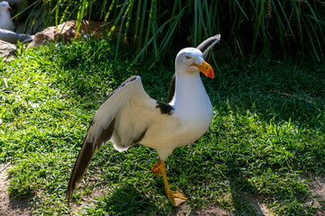 Pacific Gull (Larus pacificus)