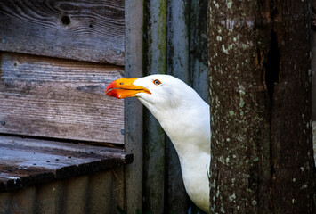 Pacific Gull (Larus pacificus)