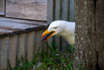 Pacific Gull (Larus pacificus)