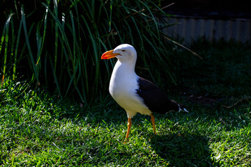 Pacific Gull (Larus pacificus)