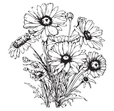Daisies sketch hand drawn in doodle style illustration