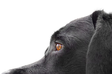 Macro photo of a black labrador dog isolated on a white background. Dog eyes, pet.