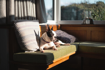 Boston Terrier dog lying in the sun on green cushions on a bay window bench. Her ears are in shadow in a cushion behind her.