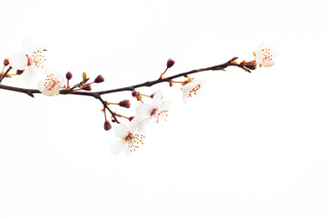 Blooming plum branch in spring. White flowers on a branch on a white background