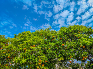 Fototapeta na wymiar Impressive view of green orange trees in front of blue sky. Farming in springtime. Picturesque day and gorgeous scene. Mandarin trees in city