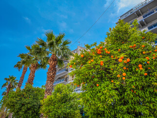 Mandarin and orange trees with ripening fruit all around the streets of Barcelona city old town 