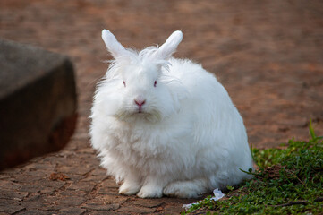 Pet rabbit walking in a square in the city