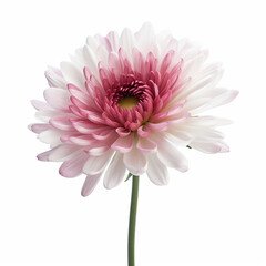 A beautiful white and pink flowerr on White Background, Generative AI