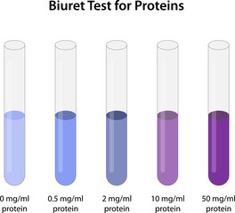 Biuret Test for Proteins