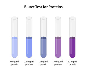 Biuret Test for Proteins