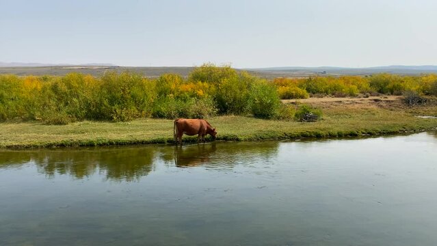 A cow on a ranch in Wyoming eating along a river bank.