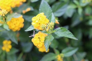 Lantana camara ‘Yellow Trailing’ Flowers. Close up of a Lantana yellow flower