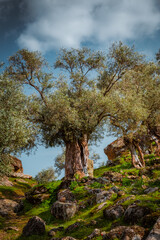 Olive trees in the forest
