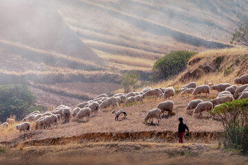 A little shepherd boy in the Andes herding his cattle in the dry season.    