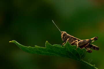 Grasshopper sit on green leaf ,blur background