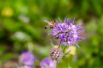 Close up of small bee bumblebee on purple blooming flower plant in meadow field. macro nature banner in summer in spring of honeybee with copy space. wildlife postcard background