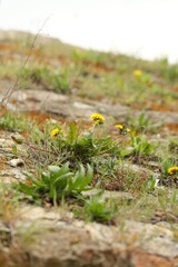 Dandelion on the wall