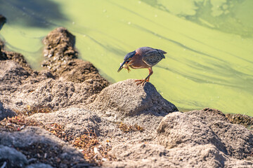 Green heron (Butorides striatus) caught a big fish.
