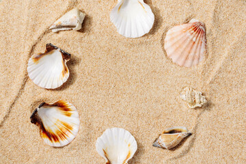 Fototapeta na wymiar Seashells on a sandy beach close-up