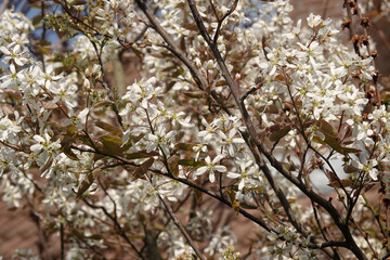 Closeup on the rich white blossoming juneberry, serviceberry or shadbush shrub, Amelachier lamarckii