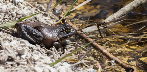 Basking in Conservation, A Big Bullfrog's Tranquil Spring Day by the Pond.  Wildlife Photography.