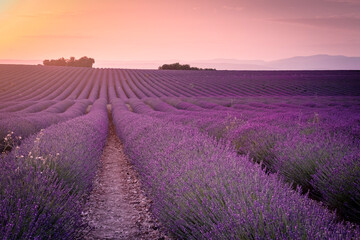 Naklejka na ściany i meble Wave in the terrain of lavender fields