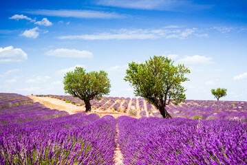 Trees in the middle of lavender field in provence