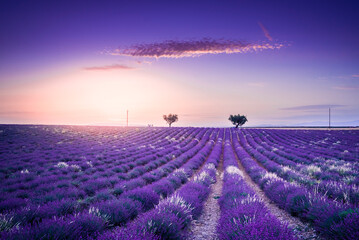 Pastel sunet over lavender on Valensole plateau