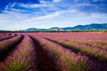 Fototapeta na wymiar Curved rows of lavender in front of Verdon mountains