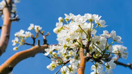white flowers on the blue sky background