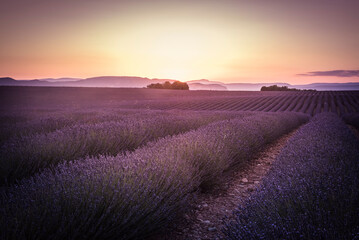 Obraz na płótnie Canvas Golden hour in the lavender field on Valensole plateau