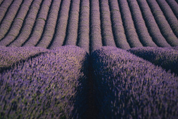 Details of a wave of lavender in a field of Valensole plateau